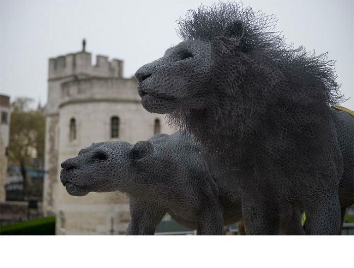 Lions, Tower Of London (kendra Haste)