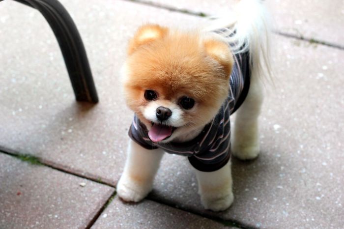Boo - Probably The Cutest And Most Popular Dog On The Internet