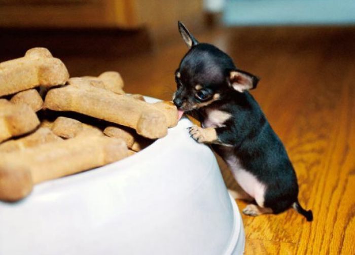 Puppy Chihuahua Wants A Taste