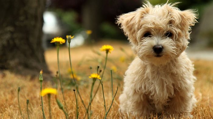 Cutest Puppy :))