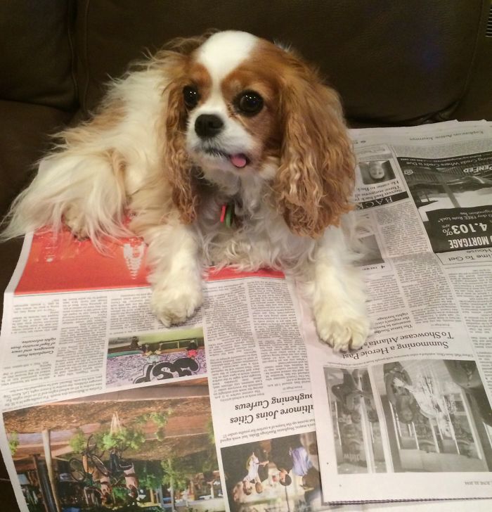 Lulu The Cavalier Unimpressed By The New York Times