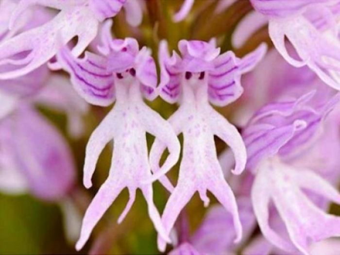 Hanging Naked Man Orchid