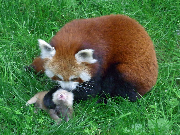 Red Panda At Dortmund Zoo