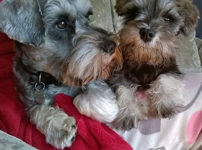 Jeff And Harry The Schnauzers!