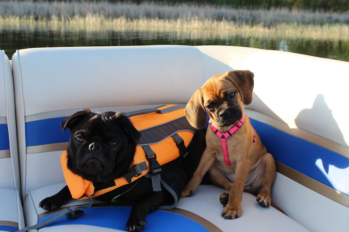 Penelope And Winston. These Best Of Friends Are Inseparable. Pups On A Pontoon.