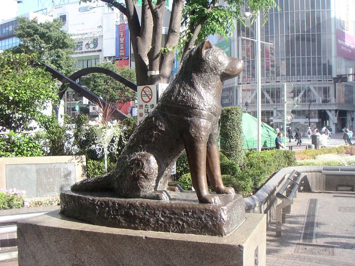 Hachiko, The Most Loyal Dog In The World. (shibuya Station, Tokyo, Japan)