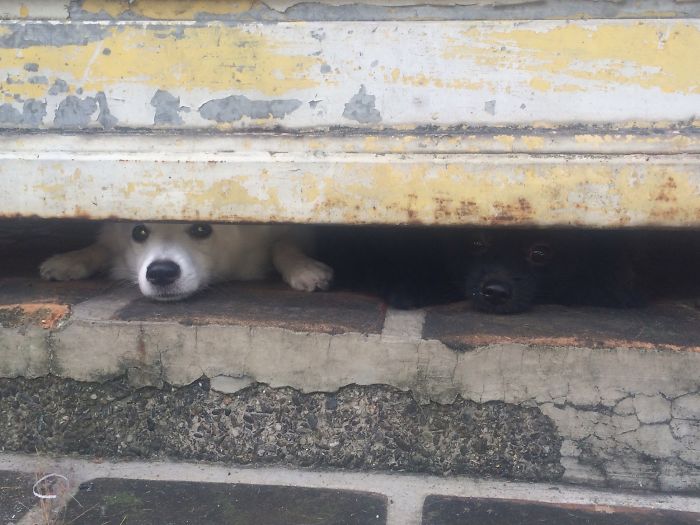 2 Pups Guarding The Dirty Gate!
