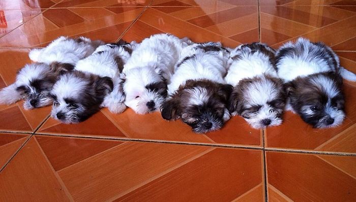 Our Shih Tzu Puppies - Cebu, Philippines
