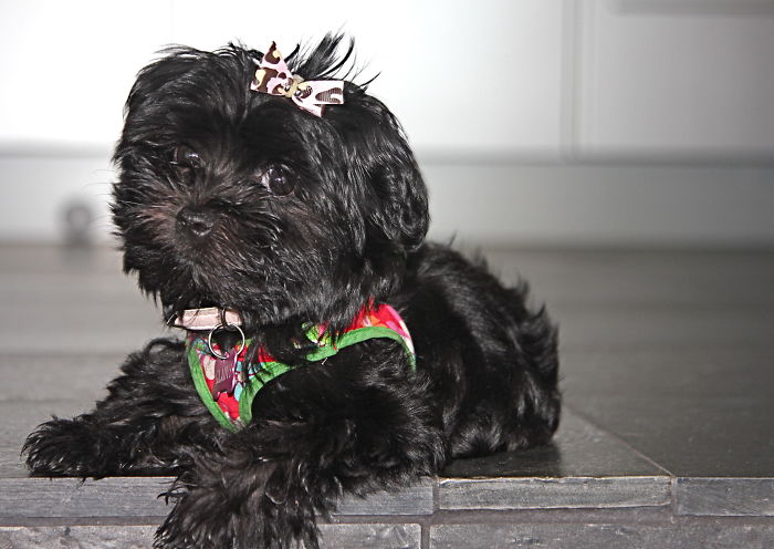 Gladys The Havenese Silk Dog 12 Wks. I Don't Always Smile When Mommy Takes My Picture