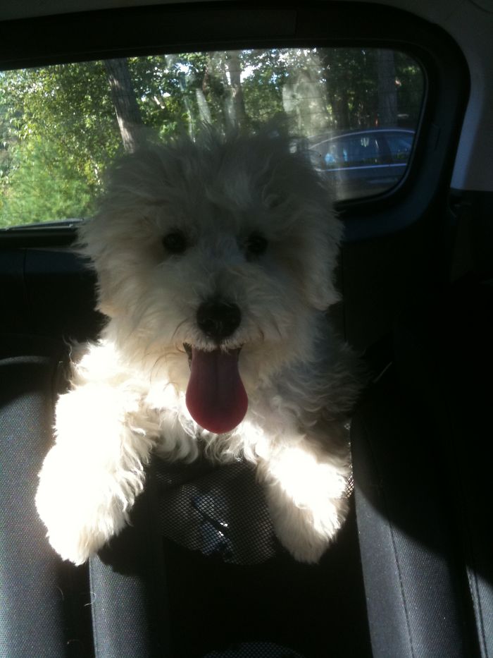 Time For A Ride! Bubs The Puli