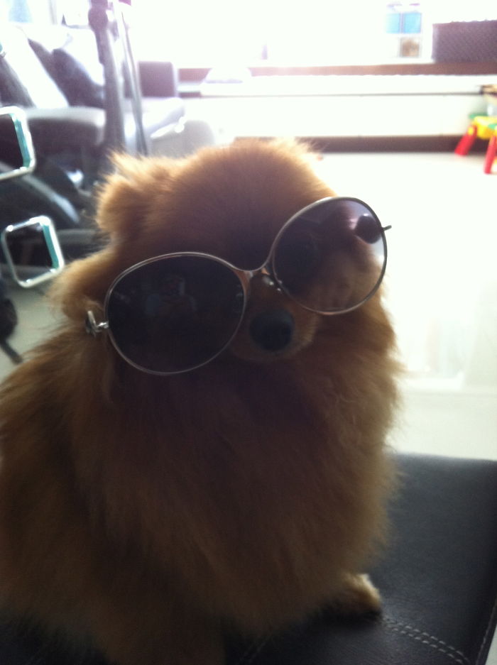 Cute Pom Pom With Sunglasses