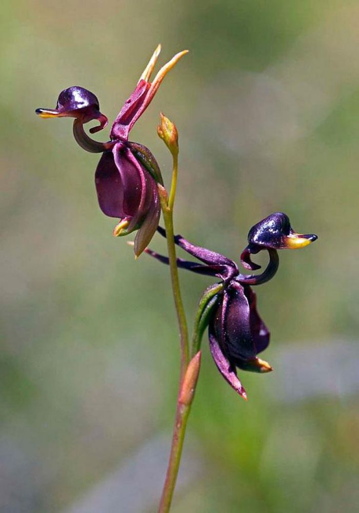 Flying Duck Orchid, Caleana Major From Australia