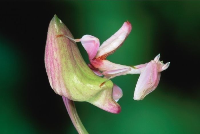 The Orchid Praying Mantis