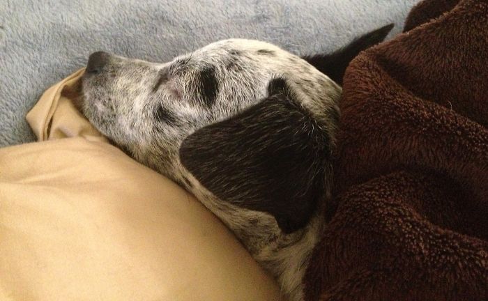 Maddie, Sleeping On My Pillow.