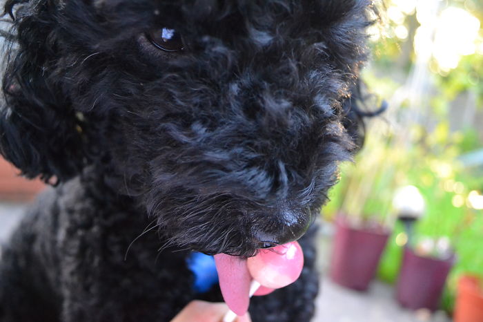 Panda The Poodle Who Won't Stop Licking