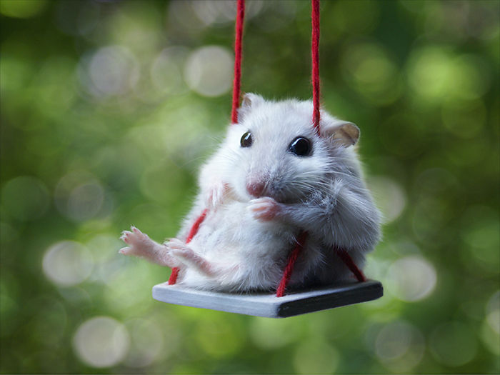 Hamster On Swings