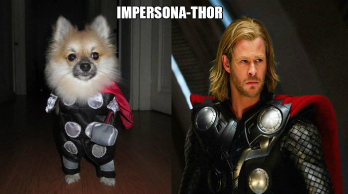 Thor: The Impersona-thor Pomeranian