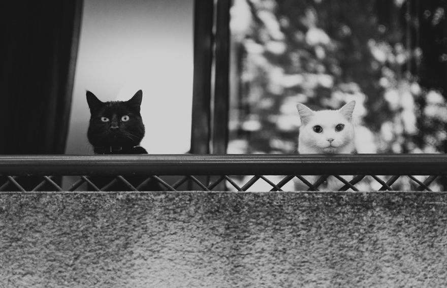 Cats At Window