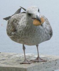 aurelijus.sveikauskas