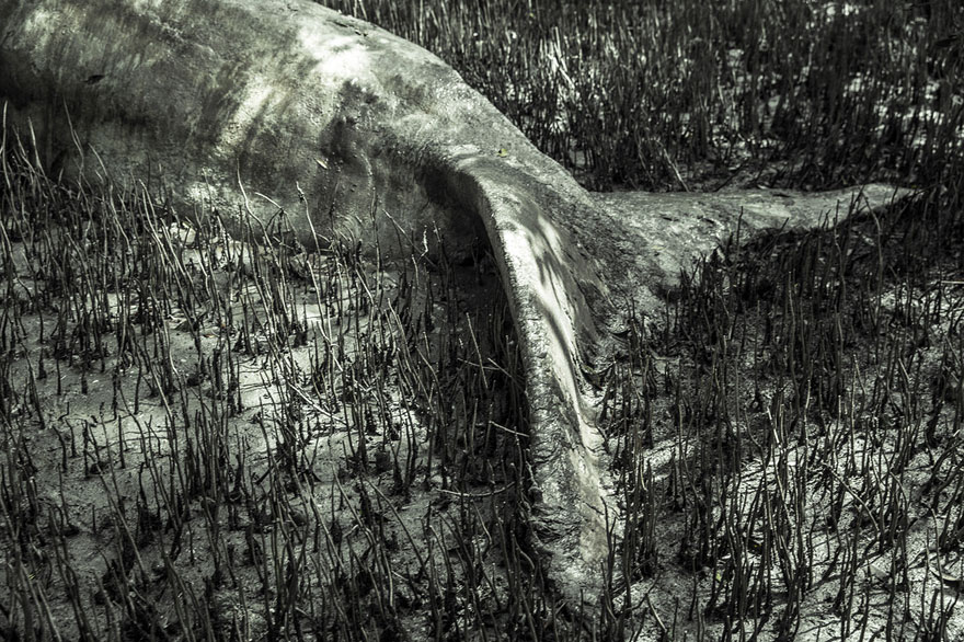 dead-whale-photoshoot-the-last-farewhale-tom-potisit-3