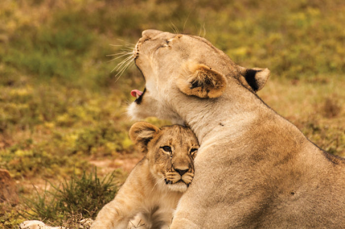 A Cub Nestles Into His Mother