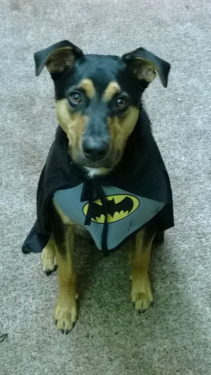 Bat-dog, The Bark Knight