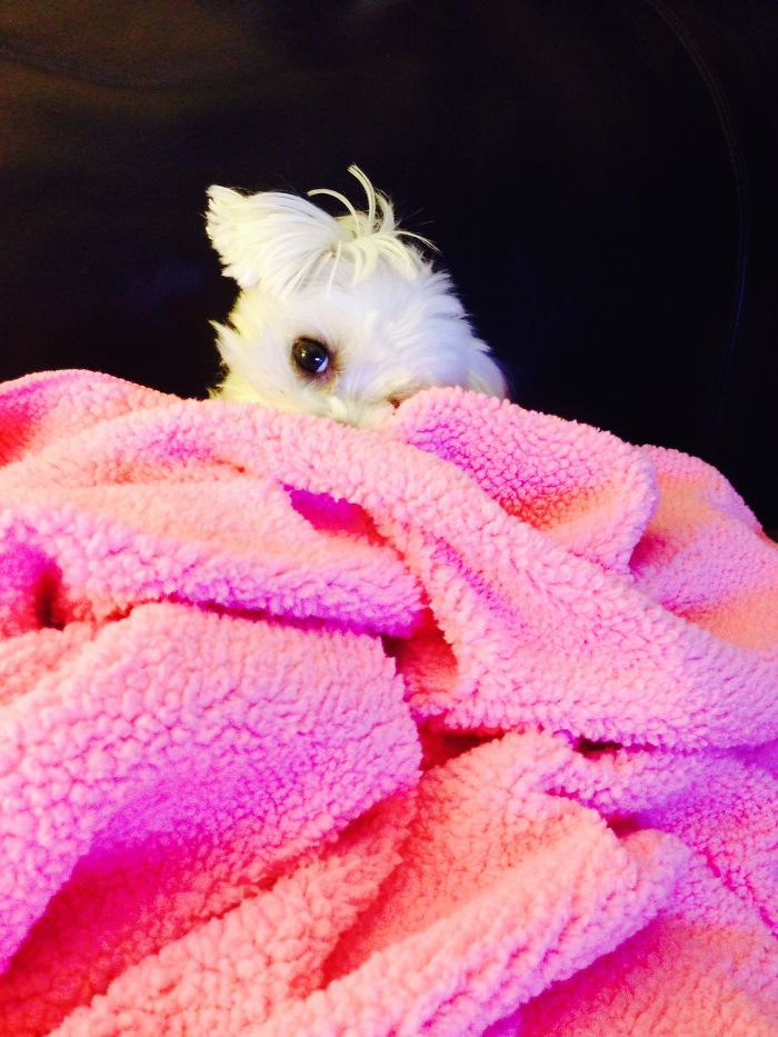 Peek-a-boo! Beautiful Bella Loves To Snuggle In Blankets.