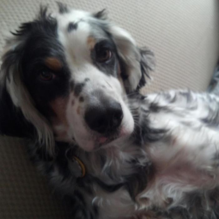 Bowie The English Setter