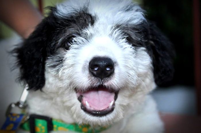 Powtol. Tibetan Terrier. Smile! :)