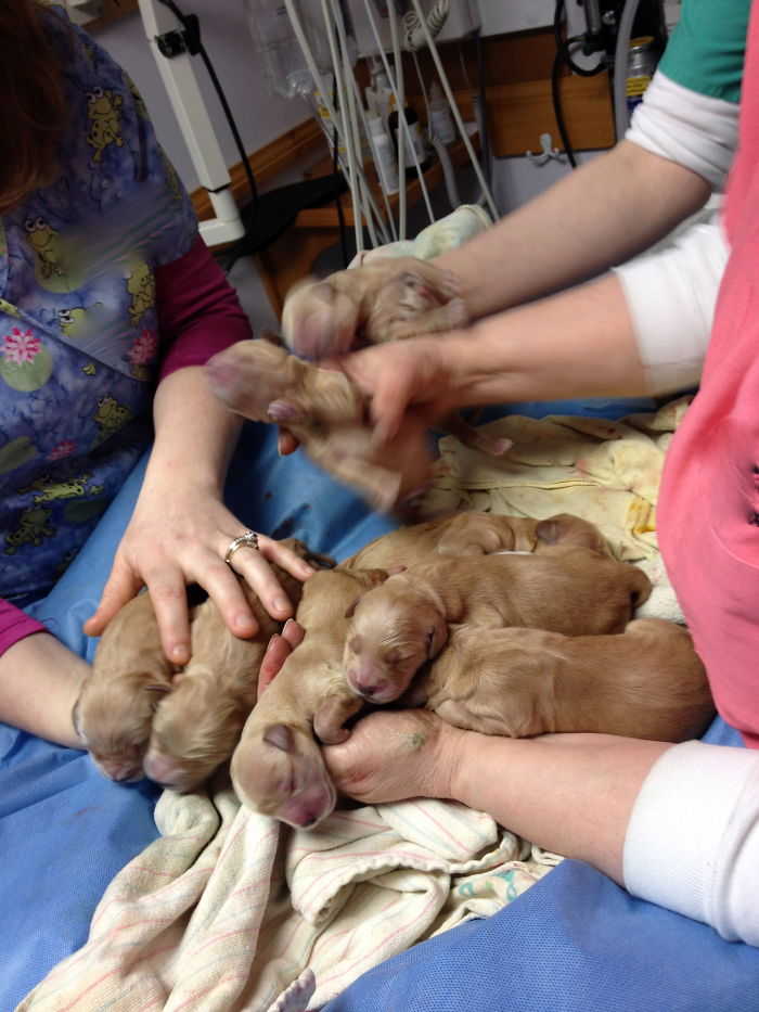 Fresh From The Oven, 10 Minutes Old- C-section Puppies!