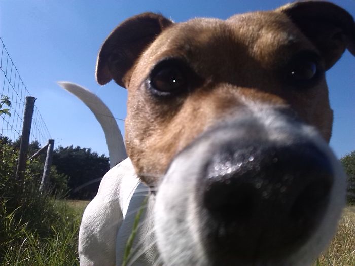 Billy, A Curious Little Jack Russell