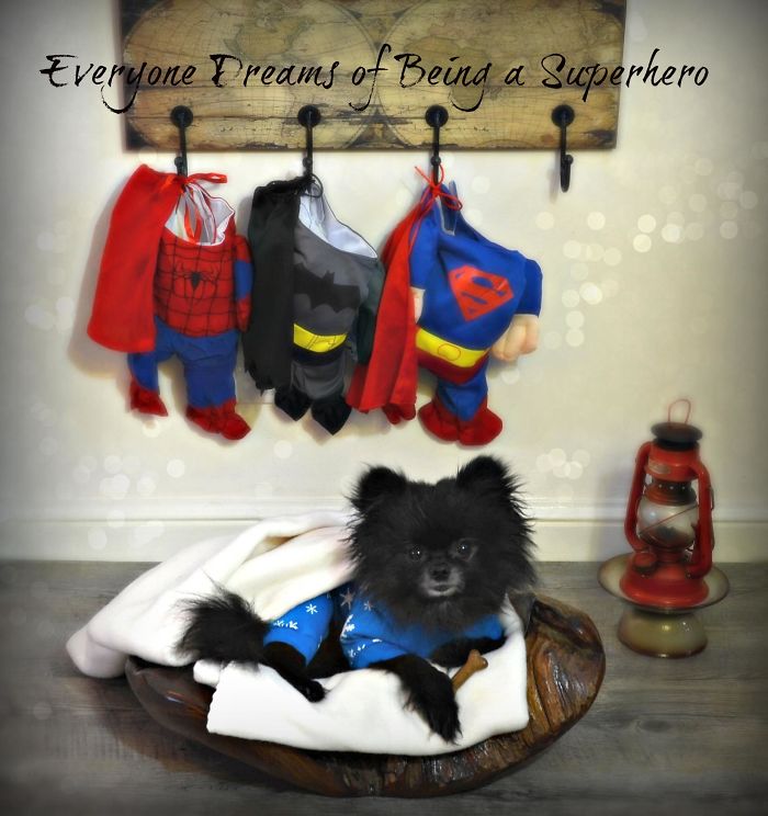Everyone (even Dogs) Dream Of Being A Superhero!