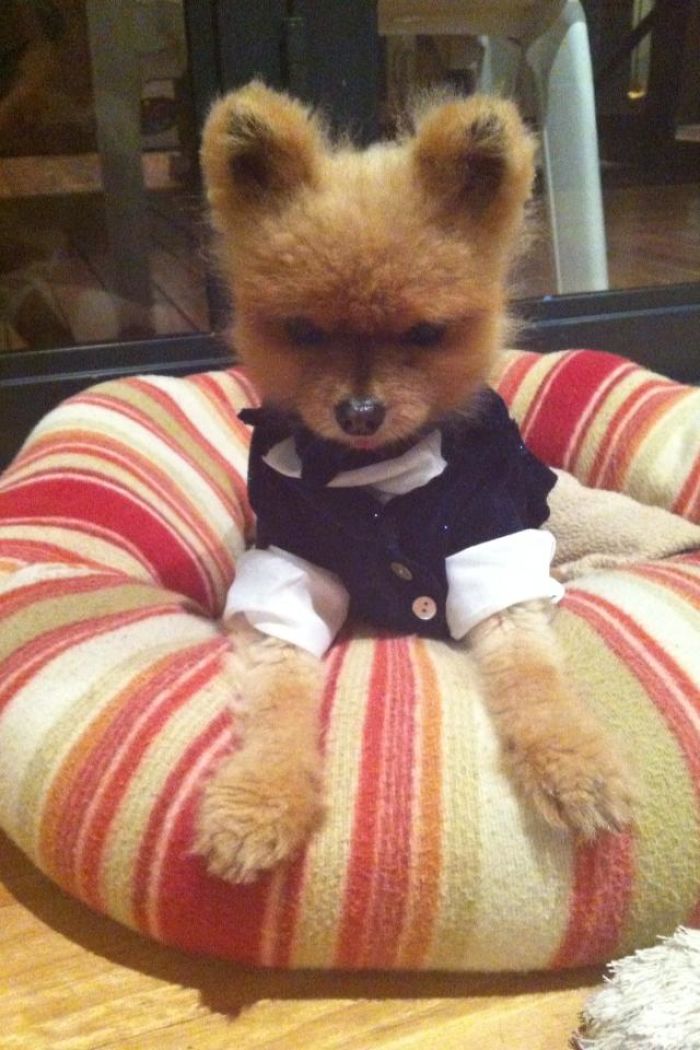 Granite, The Teacup Pom In A Tux