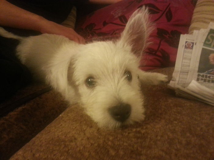 Eddie, West Highland White Terrier