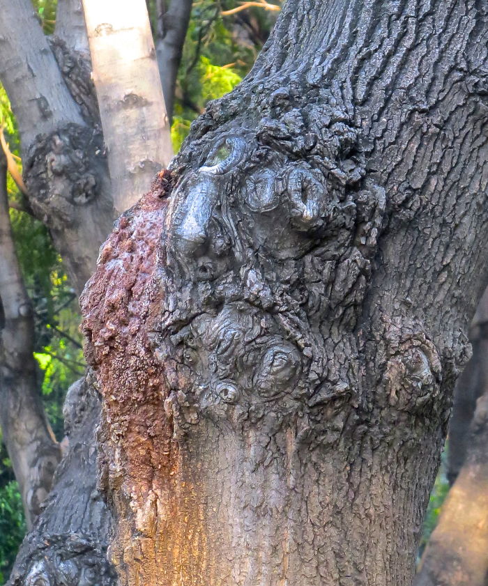 Tree Man With Bleeding Eye