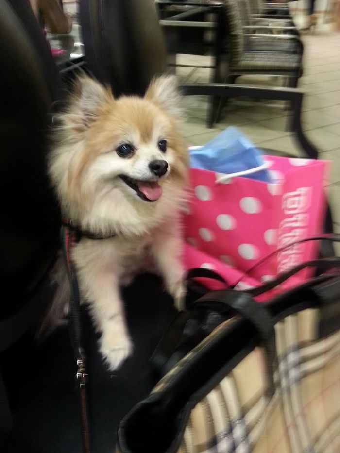 My Pomeranian Loves To Shop In His Own Burberry Bag!