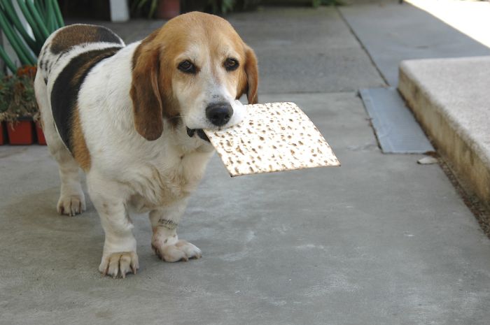 Cleo The "bagel" 15 Yr. Old Basset/beagle Mix Holding That Matzos Takes Talent!