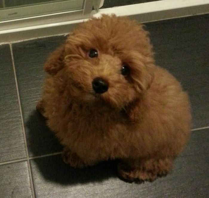 Toy Poodle - Buttercup