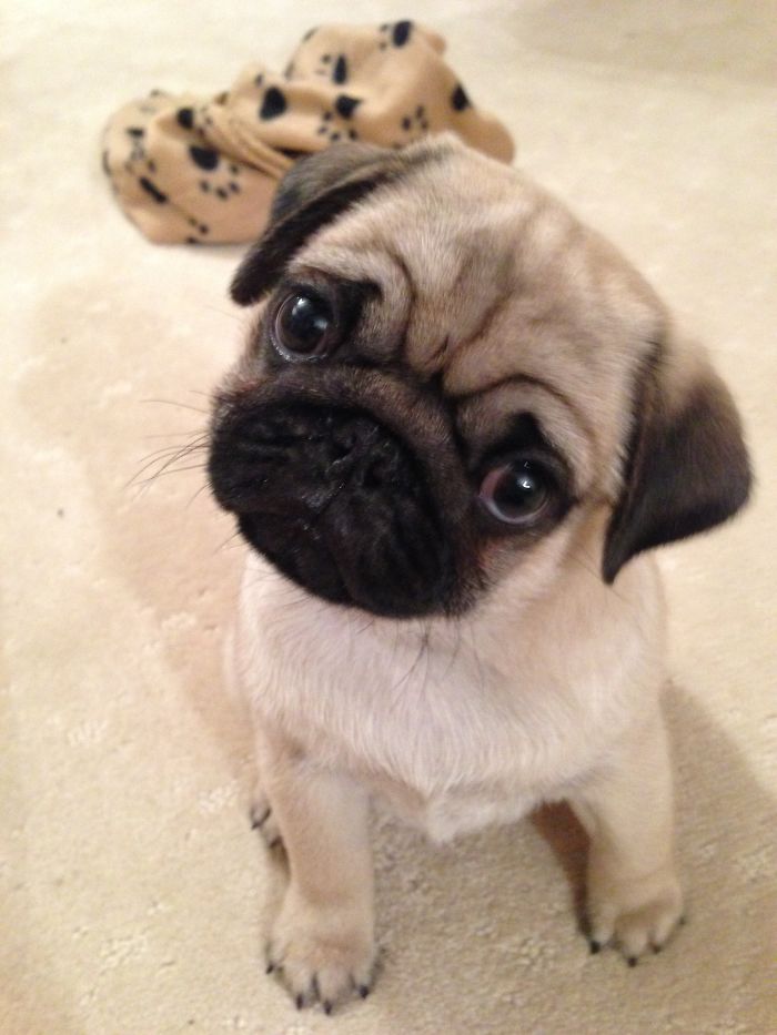 Dougal The Pug Puppy