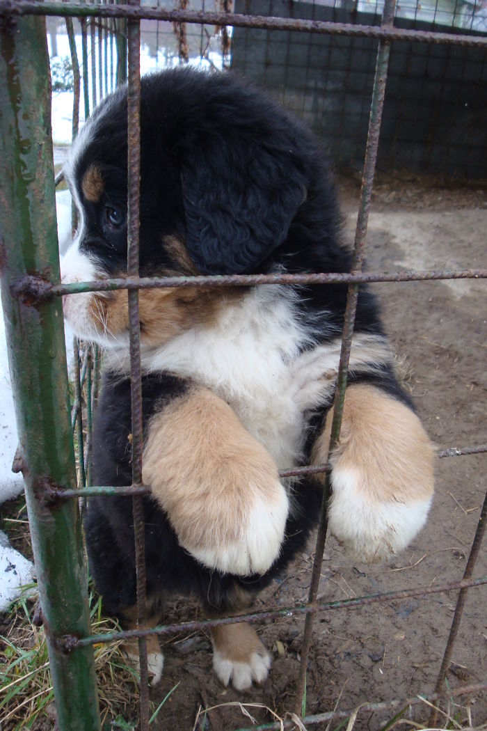 Our Bernese Mountain Dog Amanda When She Was A Little Puppy In Her Big Cage...