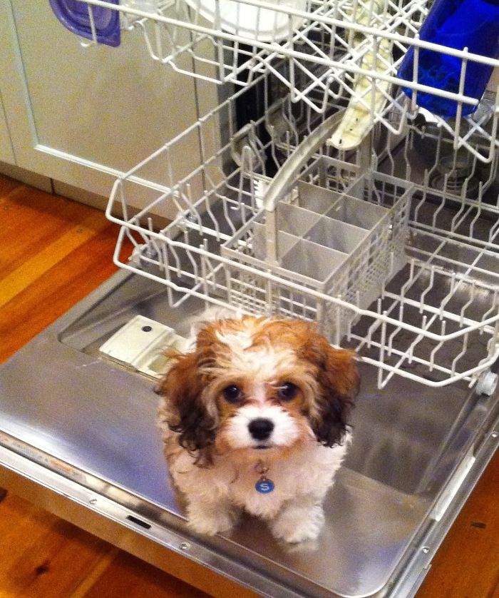 Stella Doing The Dishes!
