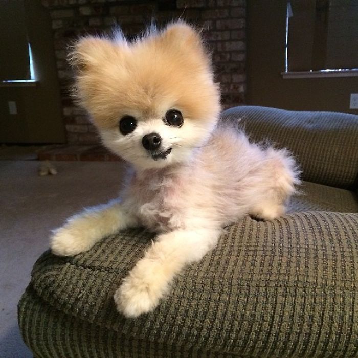 Toy Pomeranian (yes This Is A Real Dog!)