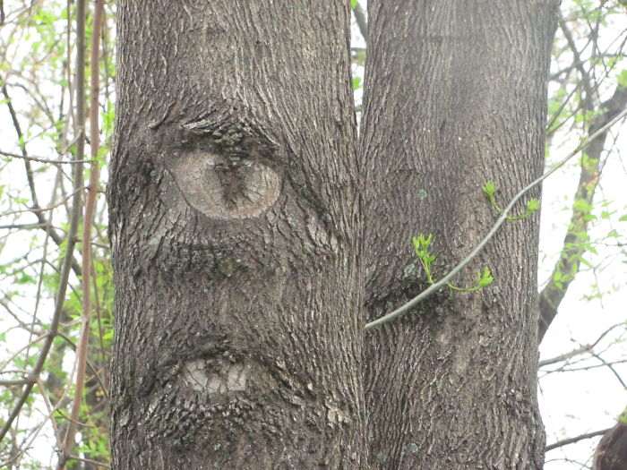 The Eyed Tree