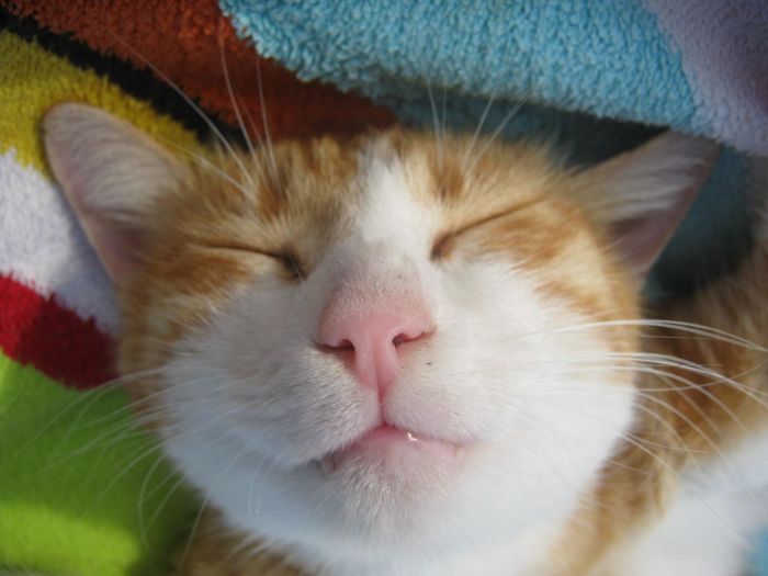 Streetcat Relaxing Using My Towel :-)