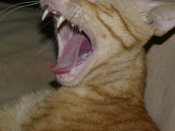 # 26 My Cat's (wacky) Roar!!!