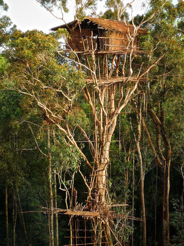 Skyscraper Tree House At The Korowai Tribe, Southeast Indonesian Province Of Papua