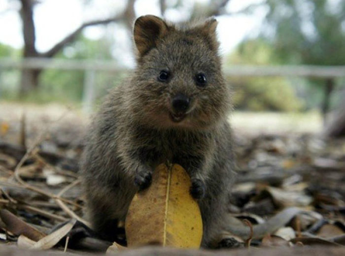 Quokka - The Happiest Thingy Ever