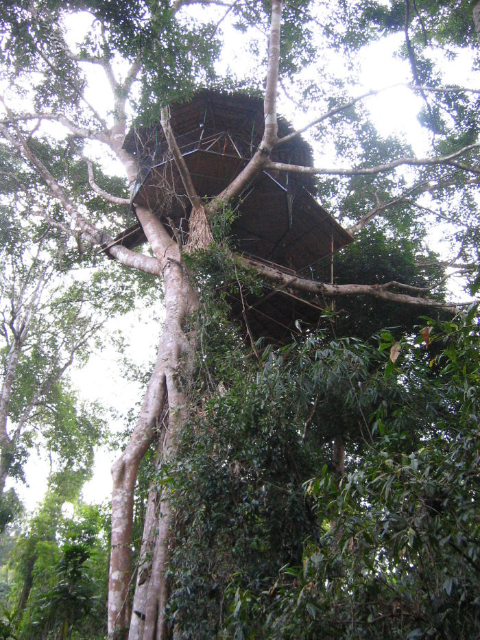 Treehouse In The Jungle Of Laos