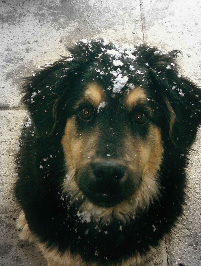 Max: Let It Snow...
