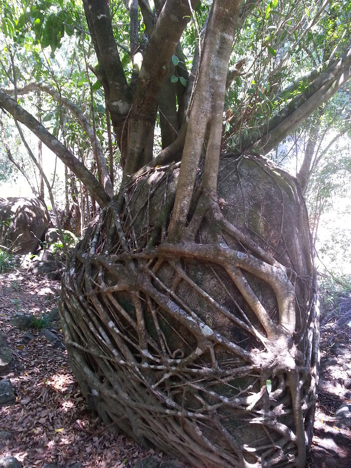 Fig Tree Wrapped Around A 6 Foot Rock In Tully Gorge, Far North Queensland, Australia